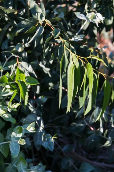 Eucalyptus in Portugal | Easy eggless rosemary chocolate mousse | Recipe oon Due fili d'erba | Two Blades of grass | Photo, styling and recipes by Thais FK | Ceramics by Anna Westerlund