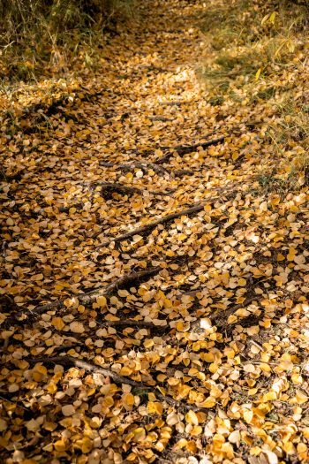 Autumn and routines in Finland - The Adagio Blog by Thais FK