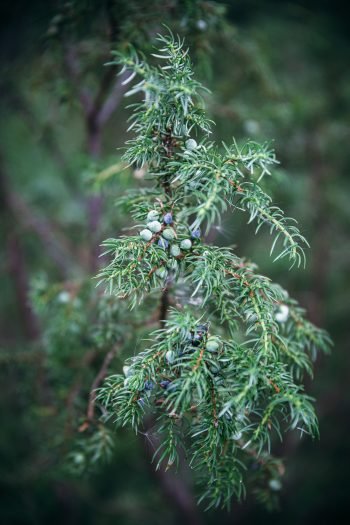 Wild Juniper - Nordic Foraging - The Adagio Blog
