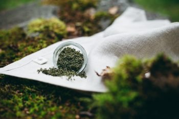 The Nordic Superfood: Stinging Nettle Seeds - Nordic Foraging by The Adagio Blog