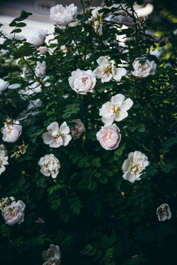 Juhannusruusu - Nordic Perennials, a photography project by Thais FK on the Adagio Blog